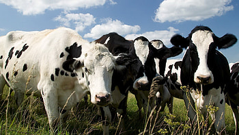 What's going on ?, Animals, Cows, Herd, Wjite, Blavk HD wallpaper
