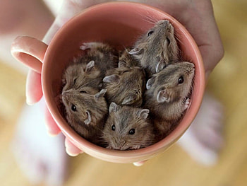 CUTE LITTLE MICE, LITTLE, CUTE, , MICE HD wallpaper