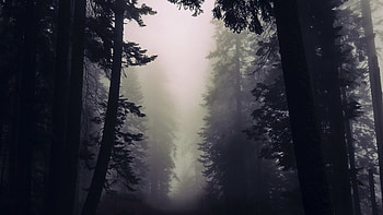 evil by nature, gothic, eerie, forest, dark HD wallpaper