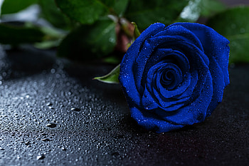 Flowers, Drops, Rose Flower, Rose, Bud, Blue Rose HD wallpaper