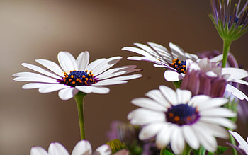 daisy, nature, flowers, nice HD wallpaper