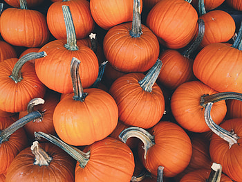 Food, Autumn, Vegetables, Pumpkin HD wallpaper