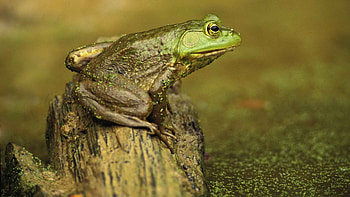 Animals, Color, Frog, Goo, Slush HD wallpaper
