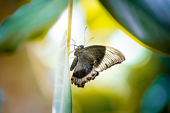 Insects, butterfly, close up, blur HD wallpaper