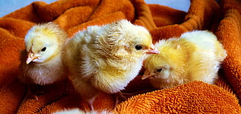 Three adorable baby chicks on a warm orange blanket, evoking a cozy and cute springtime vibe. HD wallpaper