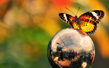 Macro, Glare, Butterfly, Ball, Wings, Metal HD wallpaper