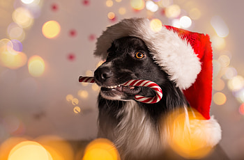 Christmas dog, dog, bokeh, animal, craciun, cute, candy, puppy, border collie, christmas, red, funny, santa, hat, caine HD wallpaper