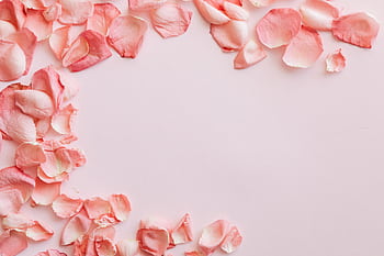 Delicate pink rose petals scattered on light pastel background with ample copy space. HD wallpaper