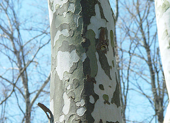 Sycamore Tree, American Sycamore, Arborscapes, Richmond VA HD wallpaper