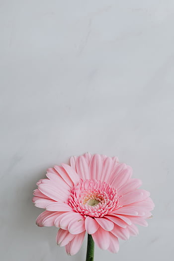 Elegant pink Gerbera daisy on a soft gray background, perfect for floral and minimalistic themes. HD phone wallpaper
