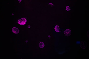 Jellyfish, Violet, Dark, Glow, Purple, Underwater, Submarine HD wallpaper