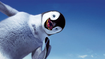 Baby Penguin HD wallpaper