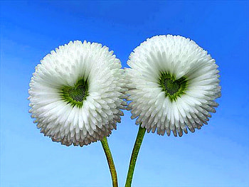 Floral hearts, two, shapes, white, hearts, flowers HD wallpaper