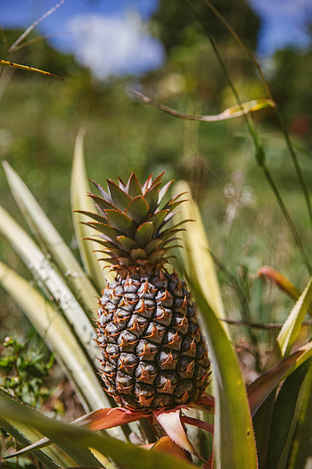 Food, Leaves, Fruit, Pineapple HD phone wallpaper