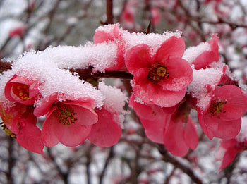 FIRST SNOW, winter, cherruy blossoms, nature, snow HD wallpaper