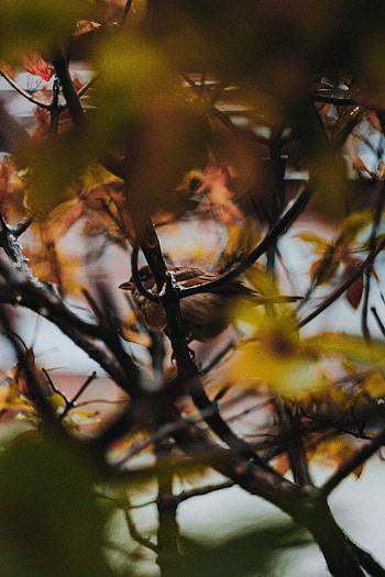 Animals, Bird, Wood, Tree, Sparrow, Branches HD phone wallpaper