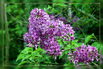 FRAMED FLOWERS, FLOWERS, NATURE, FRAMED HD wallpaper