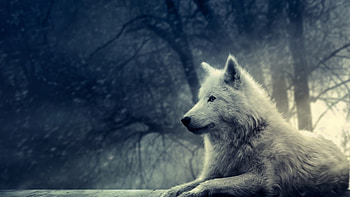 Animals, Dogs HD wallpaper