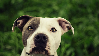 Pit Bull, pitbull, dog, animals HD wallpaper