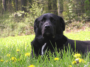 Atarah just chillin, loving, friendly, rambunctious, Dog, lab mix, poun puppy HD wallpaper