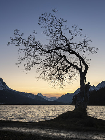 Nature, Mountains, Twilight, Lake, Wood, Tree, Dusk HD phone wallpaper