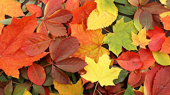 Autumn Leaves Bright, colorful, auutmn, leaves, bright, fall, Firefox Persona theme HD wallpaper