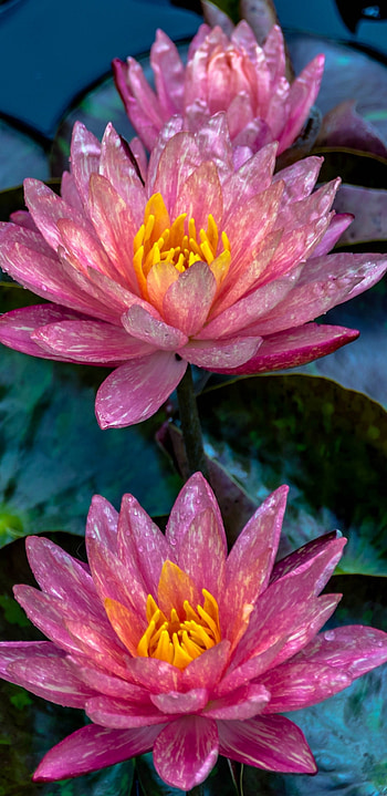 Water Lily, Earthy tones, Aquatic plant, Serene environment HD phone wallpaper