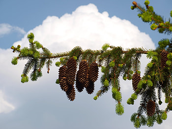 Plants, Cones, Fir-Trees HD wallpaper