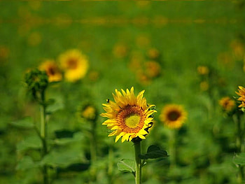 Field of Sunflowers, stem, sunflower, yellow, flower HD wallpaper