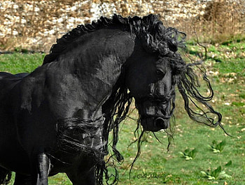 Excellence, horses, black, friesian, dutch, holland HD wallpaper
