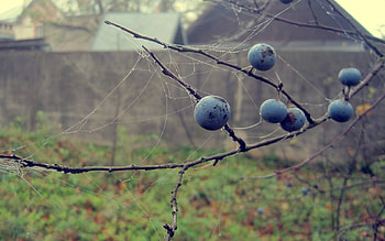 Autumn, Drops, Berries, Macro HD wallpaper