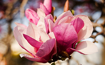 Flowers, Macro, Shine, Light, Bright, Petals HD wallpaper