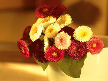Flowers, Leaves, Bouquet, Daisies HD wallpaper