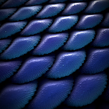 Ana Catarina Pinheiro, Mermaid scales artwork, Creative expression, Stunning visuals HD phone wallpaper