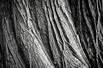 Closeup view of rugged tree bark texture in black and white, emphasizing nature's intricate patterns. HD wallpaper