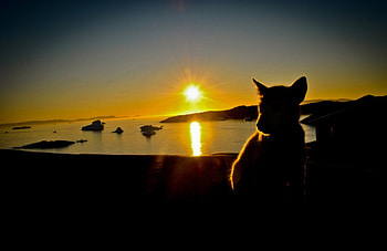 Sunset dog, sweet, pay, dogs, puppies, cute, beautiful, beauty, playful, playful dog, puppy, dog face, pretty, animals, face, bubbles, lovely HD wallpaper