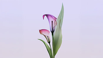 Calla Lilies, lily, flowers, plant, graphy HD wallpaper