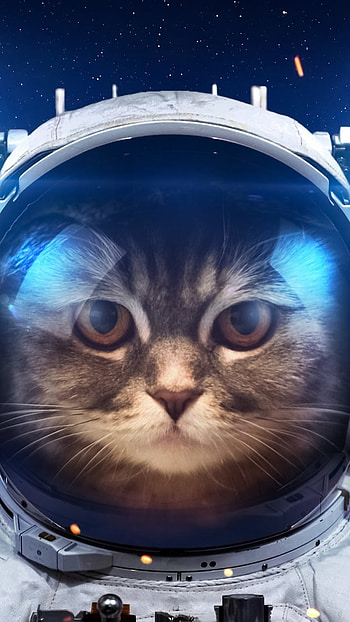 AstroPurr: Funny Cat , funny, humor, Animal, cat HD phone wallpaper