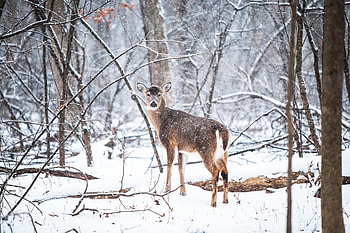 Animals, Trees, Forest, Deer, Snowfall HD wallpaper