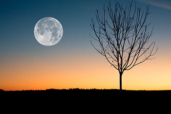 A calming of the full moon rising over a tree silhouette during twilight. HD wallpaper