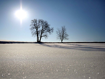 winter, blue, sand, sky, nature, sun, tree HD wallpaper