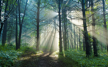 Early Morning Sunrise, Sun rays, Sunrise, Forest, Trees HD wallpaper