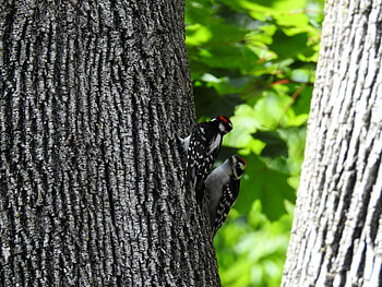 Downy Woodpeckers, graphy, Summer, Tree, Two, Birds HD wallpaper