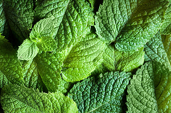 CBD drops Peppermint, Lostleaf Naturals, Natural healing, Lemon Balm extract HD wallpaper