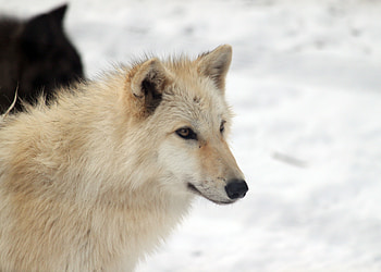 Animals, Dog, Animal, Nice, Sweetheart HD wallpaper