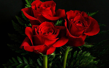 ROSES, PETALS, LEAVES, COLORS, STEMS HD wallpaper