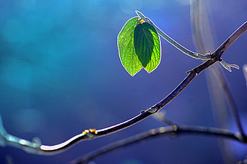Macro, Glare, Branch, Foliage HD wallpaper