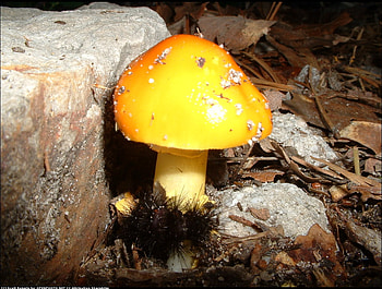 Yellow mushroom, yellow, other, colours, nature, mushrooms, rocks HD wallpaper