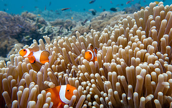 Clown Fish, animal, fish, water, clown HD wallpaper