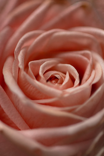 Pink, Flower, Macro, Rose Flower, Rose, Petals HD phone wallpaper